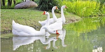 抖音网红大鹅,萌态可掬，圈粉无数